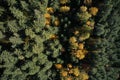 Aerial view on the forest of conifer and foliate trees in autumn