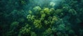 Aerial View of Forest in Daylight Royalty Free Stock Photo