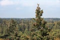 Aerial view forest Dutch national park Veluwe in autumn