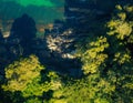 Aerial view of forest meeting the sea