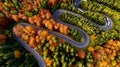 Aerial view of forest road in beautiful autumn .at sunset. Curved road in the mountains with truck traffic and nice landscape Royalty Free Stock Photo