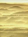 Aerial view of forest shrouded in morning fog