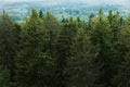 Aerial view of the forest - spruce trees from the top.