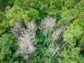 Aerial view forest tree environment forest nature background, Texture of green tree and dead tree top view forest from above Royalty Free Stock Photo