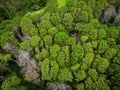 Aerial view forest tree environment forest nature background, Texture of green tree top view forest from above landscape bird eye Royalty Free Stock Photo