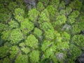 Aerial view forest tree environment forest nature background, Texture of green tree top view forest from above landscape bird eye Royalty Free Stock Photo