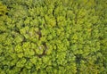 Aerial view forest tree environment forest nature background, Texture of green tree top view forest from above, Rubber plantations Royalty Free Stock Photo