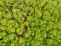 Aerial view forest tree environment forest nature background, Texture of green tree top view forest from above, Rubber plantations Royalty Free Stock Photo