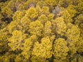 Aerial view forest tree environment forest nature background, Texture of yellow orange tree and dead tree top view forest from