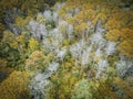 Aerial view forest tree environment forest nature background, Texture of yellow orange tree and dead tree top view forest from