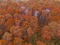 Aerial view forest tree environment forest nature background, Texture of yellow orange tree and dead tree top view forest from