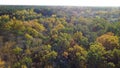 Aerial view of the forest with trees covered with yellow foliage