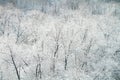 Aerial view of forest in winter day, naked trees covered snow and hoarfrost Royalty Free Stock Photo