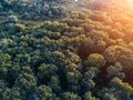 Aerial view of forest. Woodlant from bird flight height Royalty Free Stock Photo