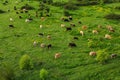 Aerial view of free grazing cows on a natural pastureland in a Europe. Growing livestock. Animal husbandry
