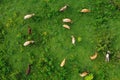 Aerial view of free grazing cows on a natural pastureland in a Europe. Growing livestock. Animal husbandry