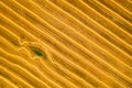 Aerial view of a freshly harvested wheat field. Beauty and patterns of a cultivated farmland from above.