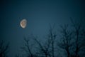 Aerial view of a full moon, partially obscured by the silhouette of leafy treetops in the foreground Royalty Free Stock Photo