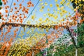 Aerial view of Funchal, Madeira, through the flowers of a decorated staircase