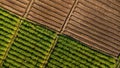 Aerial view of furrows row pattern in a plowed field prepared for planting crops in spring and rows of plants growing in vast Royalty Free Stock Photo