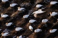 Gannets nesting on a rocky cliff with one in flight. Royalty Free Stock Photo
