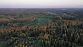 Aerial view of golden sunset falling on pine tree forest. Lithuanian pine tree forest.