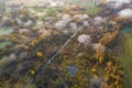 Aerial view of golden yellow autumn forest and water lakes wetland. Morning above clouds and fog