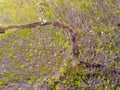 Aerial view of Granuaile Loop Walk Trail cover by flowers, rocks and vegetation