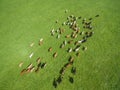 Aerial view of grazing cows in a herd on a green pasture in summer Royalty Free Stock Photo