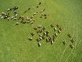 Aerial view of grazing cows in a herd on a green pasture in summer Royalty Free Stock Photo