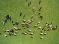 Aerial view of grazing cows in a herd on a green pasture in summer Royalty Free Stock Photo