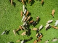 Aerial view of grazing cows in a herd on a green pasture in summer Royalty Free Stock Photo