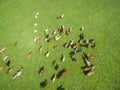 Aerial view of grazing cows in a herd on a green pasture in summer Royalty Free Stock Photo