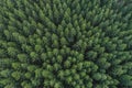 Aerial view of green conifer treetops in forest, Germany