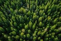 Aerial view of green coniferous forest. Top view from drone, Aerial view of green summer forest with spruce and pine trees in Royalty Free Stock Photo