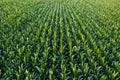 Aerial view of green corn crops field Royalty Free Stock Photo