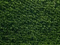 Aerial view of green corn field with row lines, top view from above Royalty Free Stock Photo