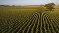 Aerial view of green corn Sheaves field ready for harvest in front of blue skies Royalty Free Stock Photo