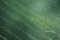 Aerial view on green field with paths Royalty Free Stock Photo