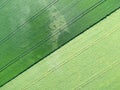 Aerial view of green field of grain