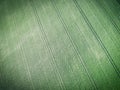 Aerial view of green field of grain Royalty Free Stock Photo