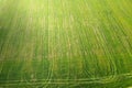 Aerial view of green field of winter crops with wheel marks. Farming industry Royalty Free Stock Photo