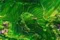 Aerial view of green fields green rice and corn fields in Bali, Indonesia Royalty Free Stock Photo