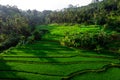 Aerial view of green fields green rice and corn fields in Bali, Indonesia Royalty Free Stock Photo