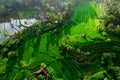 Aerial view of green fields green rice and corn fields in Bali, Indonesia Royalty Free Stock Photo
