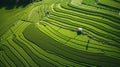 Aerial view of green fields and Rural scenery, farmland in rural, Sunny morning, spring summer season