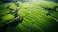 Aerial view of green fields and Rural scenery, farmland in rural, Sunny morning, spring summer season