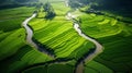 Aerial view of green fields and Rural scenery, farmland in rural, Sunny morning, spring summer season