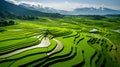 Aerial view of green fields and Rural scenery, farmland in rural, Sunny morning, spring summer season