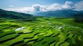 Aerial view of green fields and Rural scenery, farmland in rural, Sunny morning, spring summer season